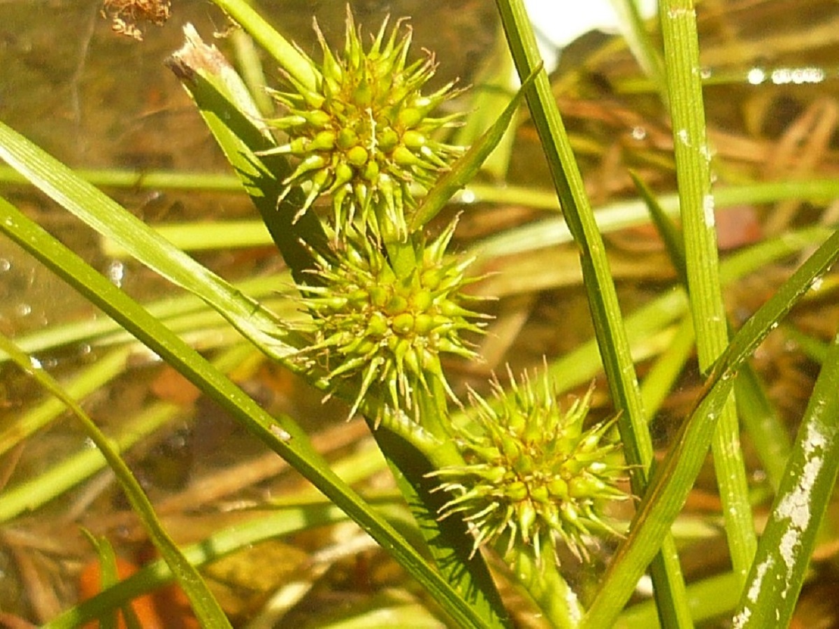 Sparganium emersum subsp. emersum (Typhaceae)